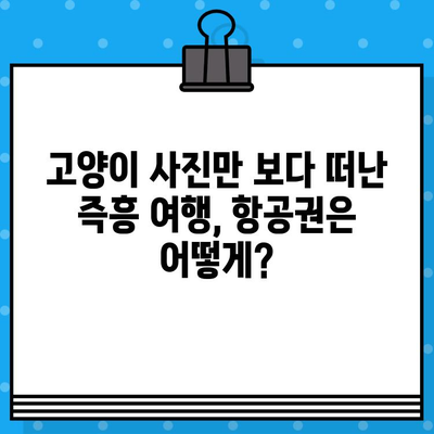 고양이 사진 일상에서 갑자기 떠난 여행! 항공권 예매 꿀팁 | 여행, 계획, 즉흥, 고양이