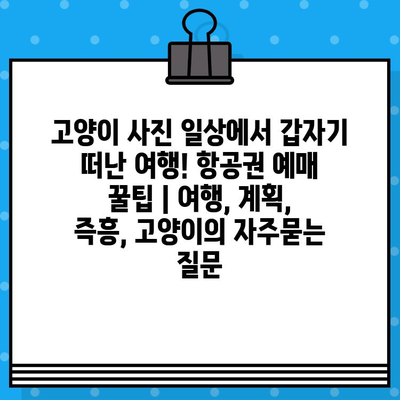 고양이 사진 일상에서 갑자기 떠난 여행! 항공권 예매 꿀팁 | 여행, 계획, 즉흥, 고양이