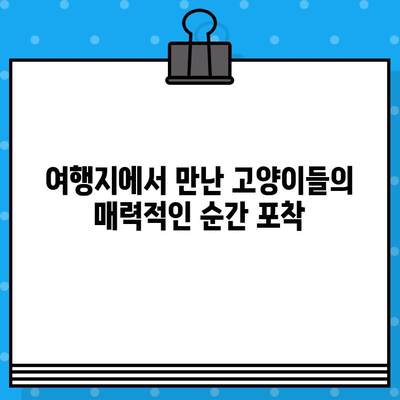 항공권 예매와 고양이 사진으로 채워진 나만의 여행 일상 | 여행 계획, 고양이, 사진, 추억