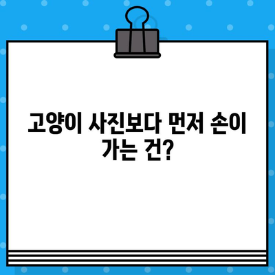 고양이 사진 보다 먼저? 갑작스런 항공권 예매의 비밀 | 여행, 고양이, 충동, 계획