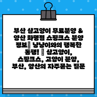 부산 샴고양이 무료분양 & 양산 화명점 스핑크스 분양 정보| 냥냥이와의 행복한 동행! | 샴고양이, 스핑크스, 고양이 분양, 부산, 양산